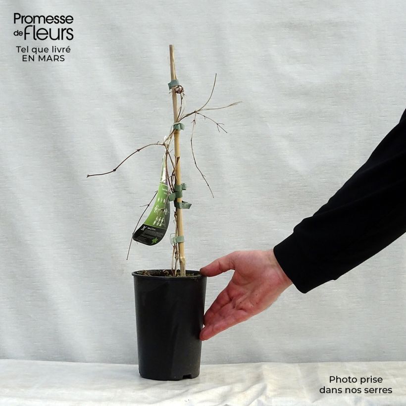 Clematis Kokonoe - Clematide Vaso da 2L/3L esemplare consegnato in primavera