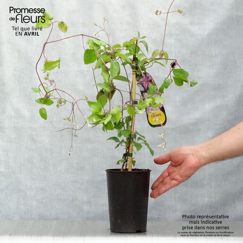 Example of Clematis Lawsoniana - Clematide Vaso da 1,5L/2L as you get in printemps