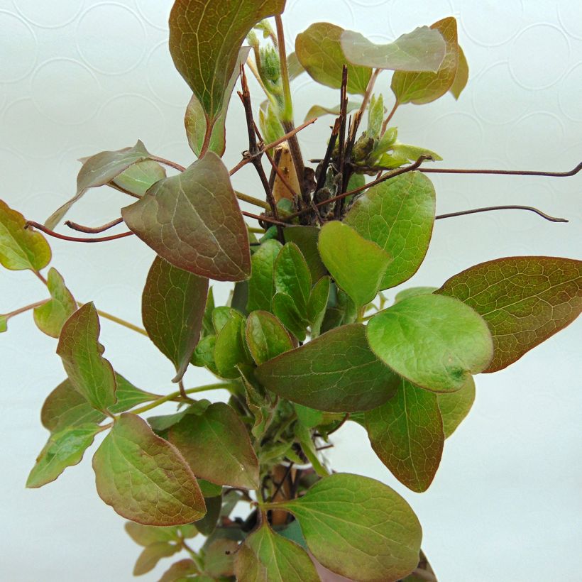 Clematis Little Mermaid - Clematide (Foliage)