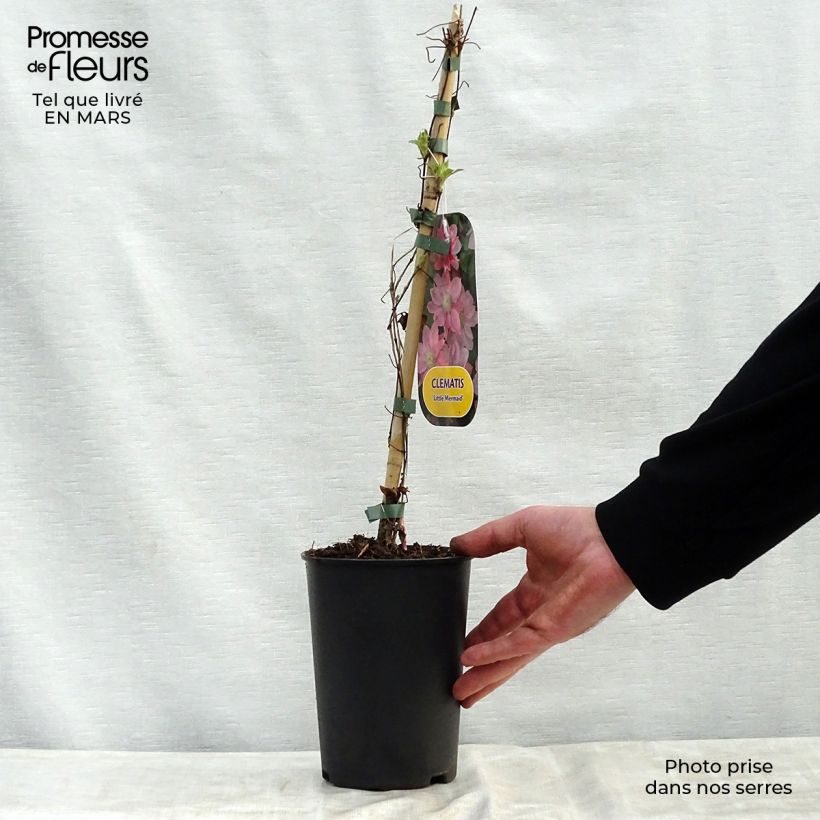 Example of Clematis Little Mermaid - Clematide Vaso da 2L/3L as you get in printemps