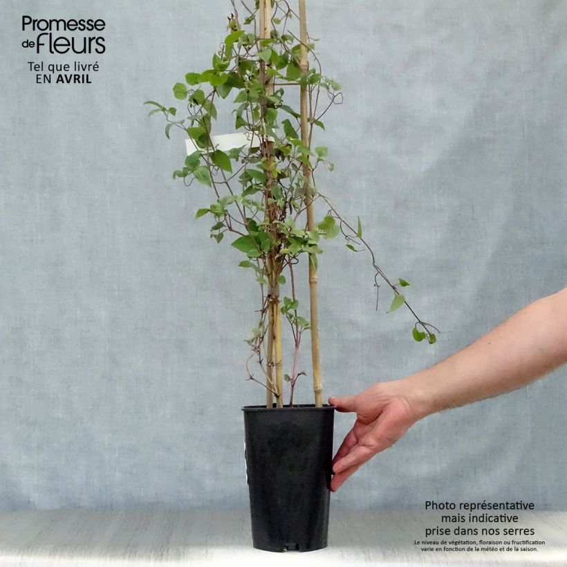 Clematis jackmanii Madame Edouard André - Clematide Vaso da 2L/3L esemplare consegnato in primavera
