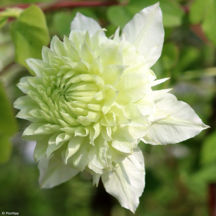 Clematis Manju - Clematide (Flowering)
