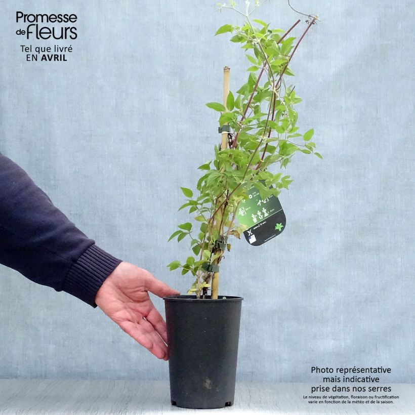 Clematis Margaret Hunt - Clematide Vaso da 1,5L/2L esemplare consegnato in primavera