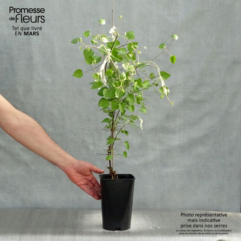 Clematis Maria Skłodowska Curie - Clematide Vaso da 2L/3L esemplare consegnato in primavera
