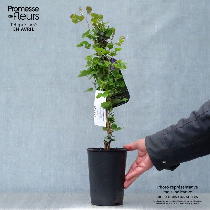 Clematis Mon Amour - Clematide Vaso da 2L/3L esemplare consegnato in primavera