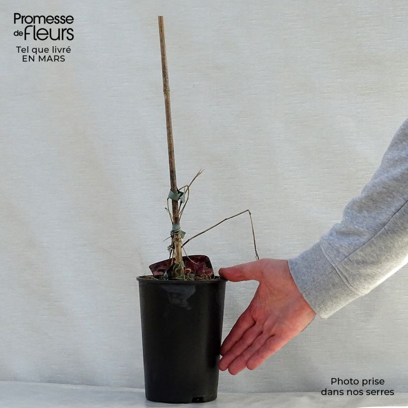 Clematis Mon Cherry - Clematide Vaso da 2L/3L esemplare consegnato in primavera