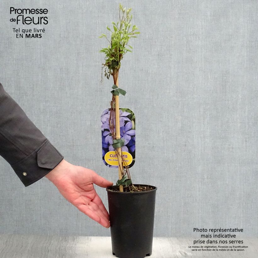 Example of Clematis Mrs Cholmondeley - Clematide Vaso da 1,5L/2L as you get in printemps