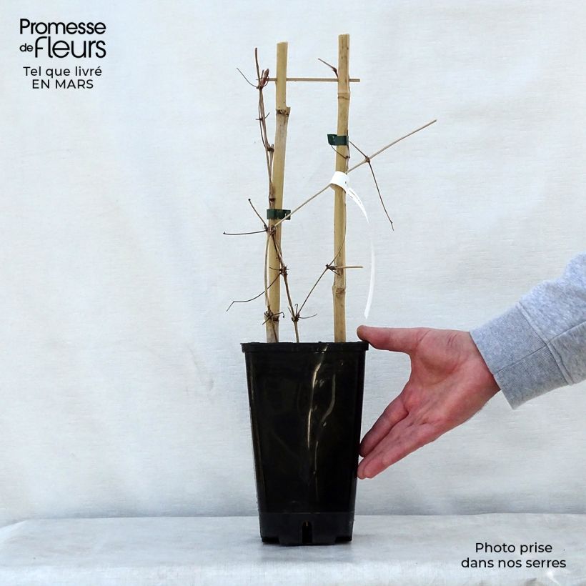 Example of Clematis Mrs. Georges Jackman - Clematide Vaso da 2L/3L as you get in printemps