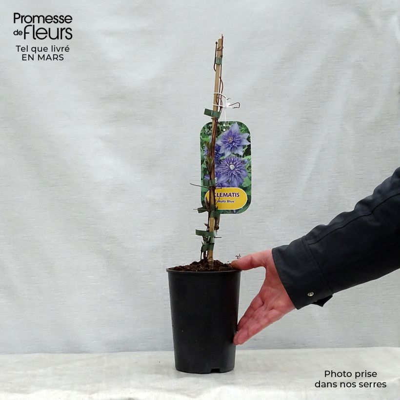 Example of Clematis Multi Blue - Clematide Vaso da 2L/3L as you get in printemps