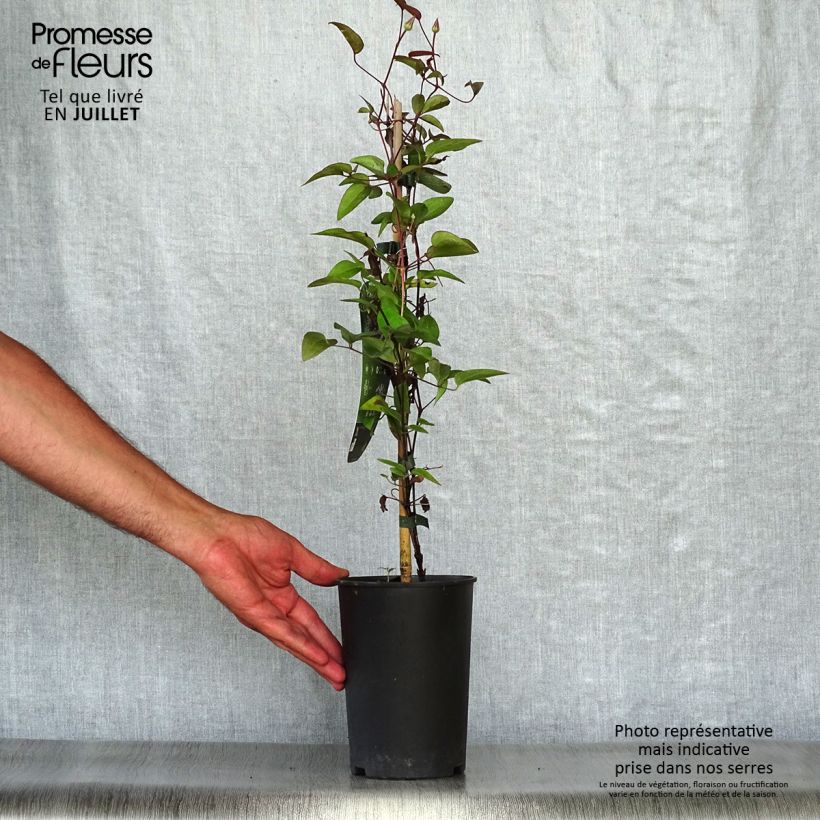 Esemplare di Clematis Multi Blue - Clematide Vaso da 2L/3L consegnato in estate