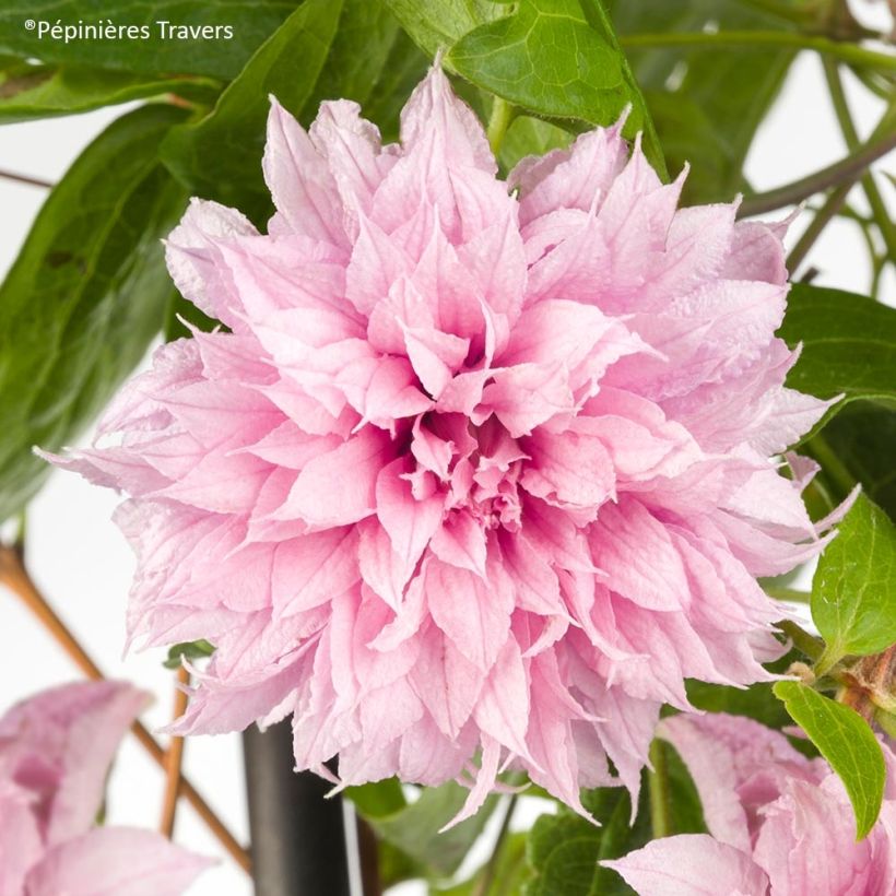 Clematis Multi Pink - Clematide (Flowering)