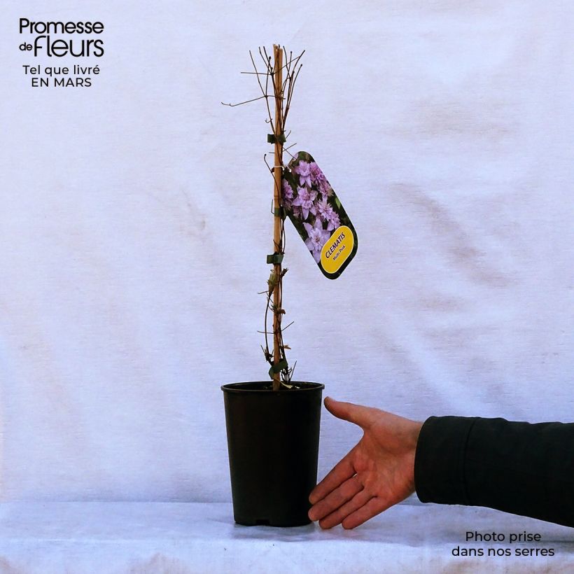 Example of Clematis Multi Pink - Clematide Vaso da 2L/3L as you get in printemps