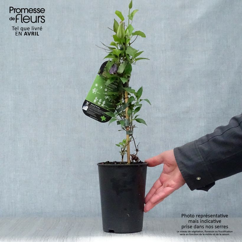 Clematis Myosotis - Clematide Vaso da 2L/3L esemplare consegnato in primavera