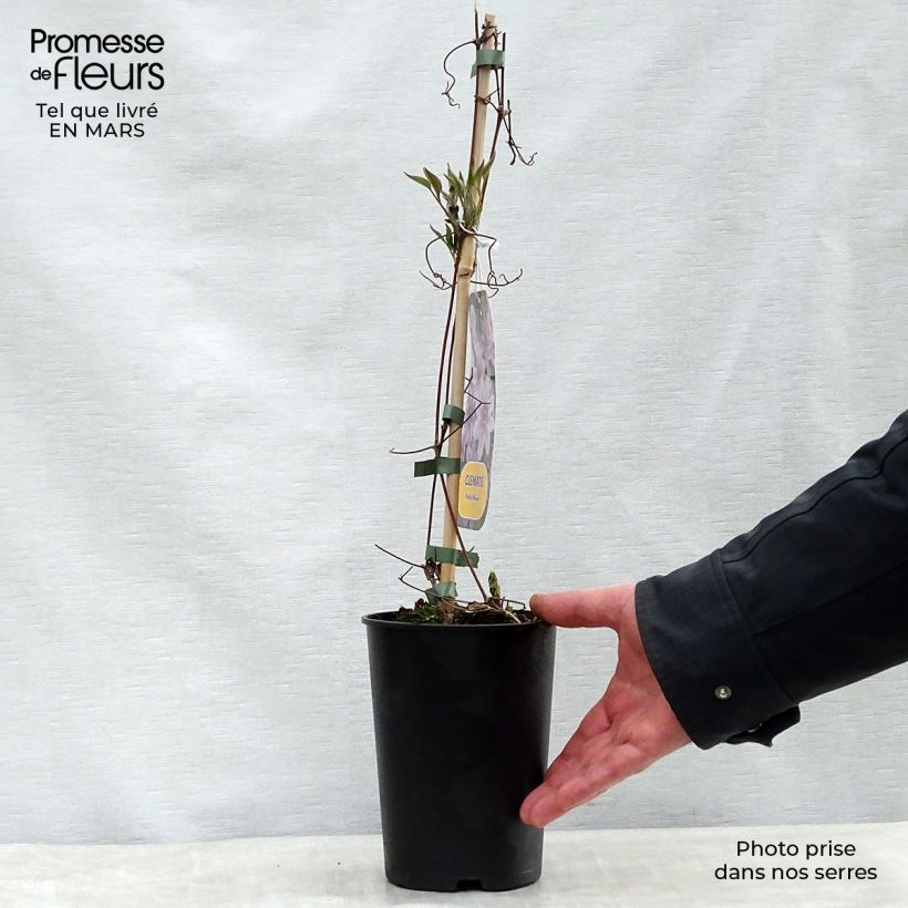 Example of Clematis lanuginosa Nelly Moser - Clematide Vaso da 2L/3L as you get in printemps