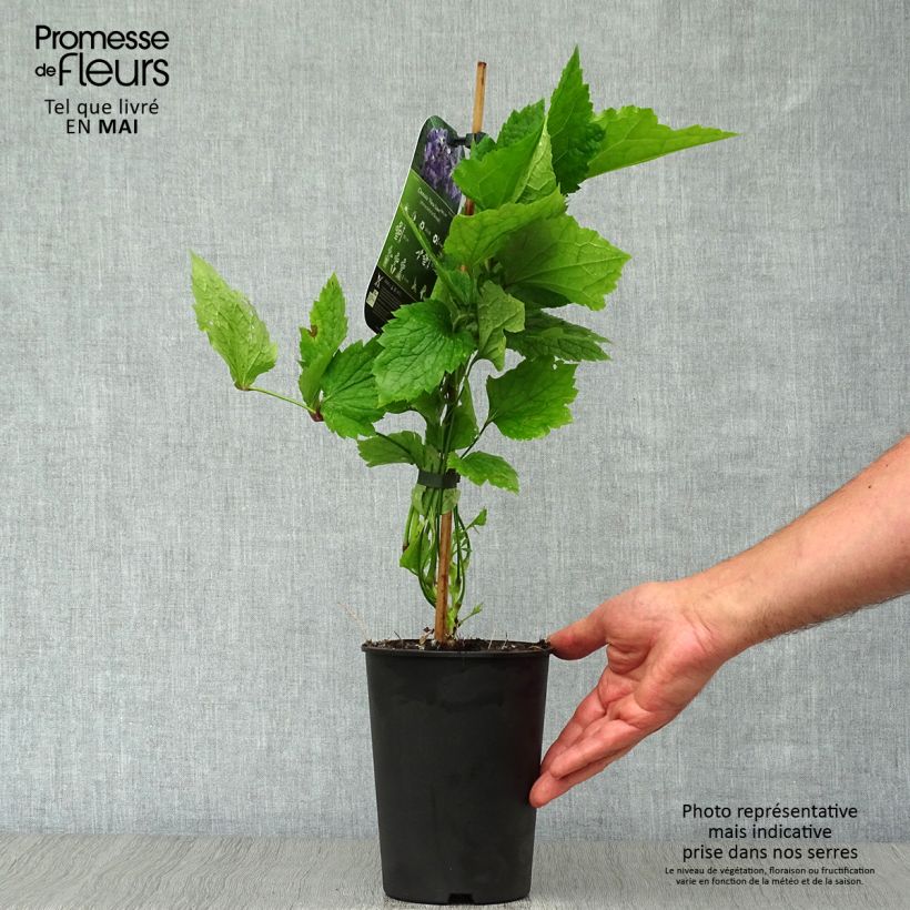 Example of Clematis New Love - Clematide Vaso da 2L/3L as you get in printemps