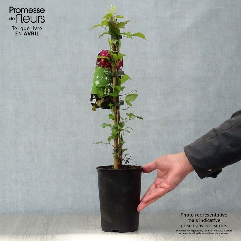 Clematis Niobe - Clematide Vaso da 2L/3L esemplare consegnato in primavera