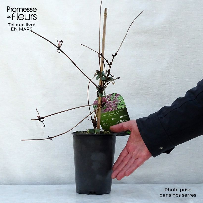 Clematis Octopus - Clematide Vaso da 2L/3L esemplare consegnato in primavera