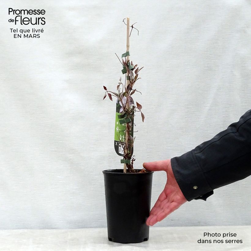 Clematis Omoshiro - Clematide Vaso da 2L/3L esemplare consegnato in primavera