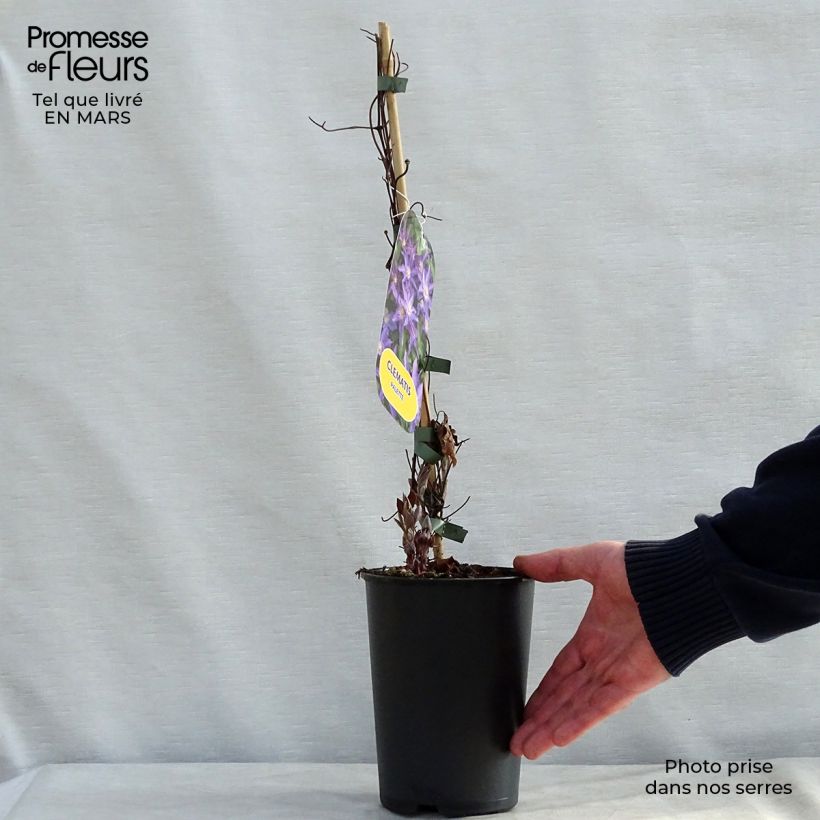 Clematis Palette - Clematide Vaso da 2L/3L esemplare consegnato in primavera