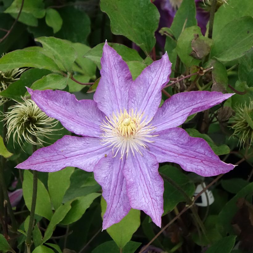 Clematis Palette - Clematide (Fioritura)