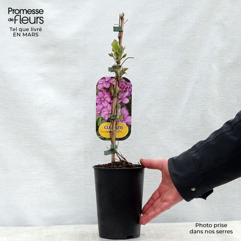 Clematis Paradiso - Clematide Vaso da 2L/3L esemplare consegnato in primavera