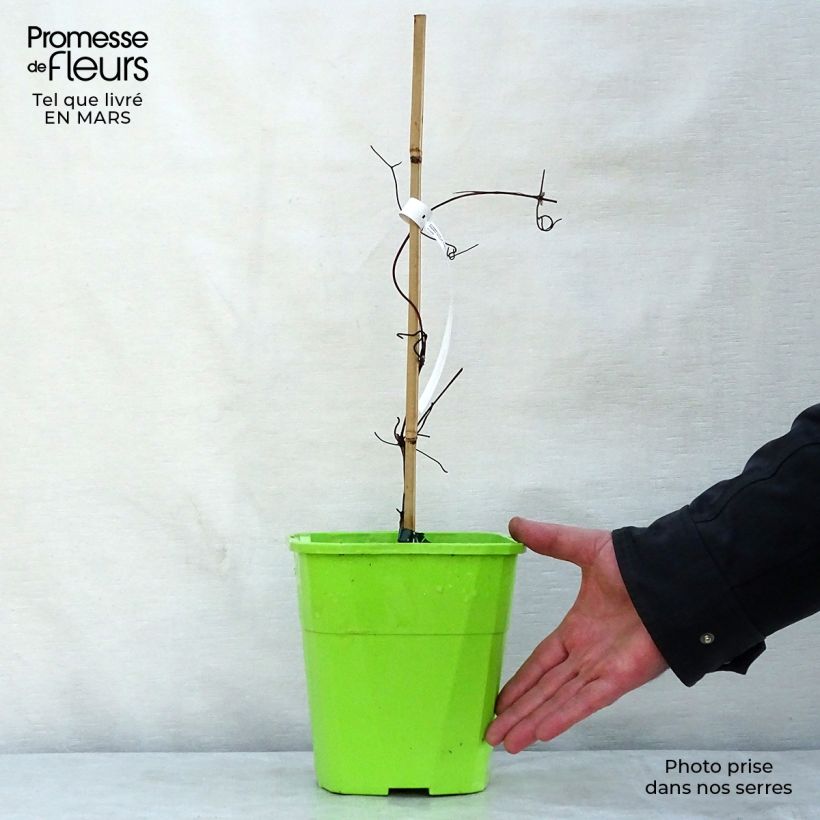 Clematis Patricia Ann Fretwell - Clematide Vaso da 1,5L/2L esemplare consegnato in primavera