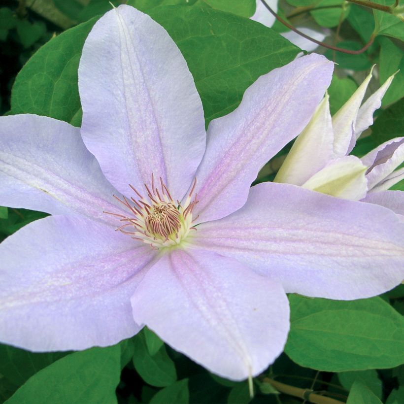 Clematis Péveril Pearl - Clematide (Fioritura)