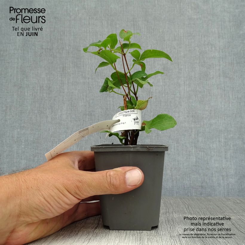 Esemplare di Clematis Piilu - Clematide Vasetto da 8/9 cm consegnato in estate