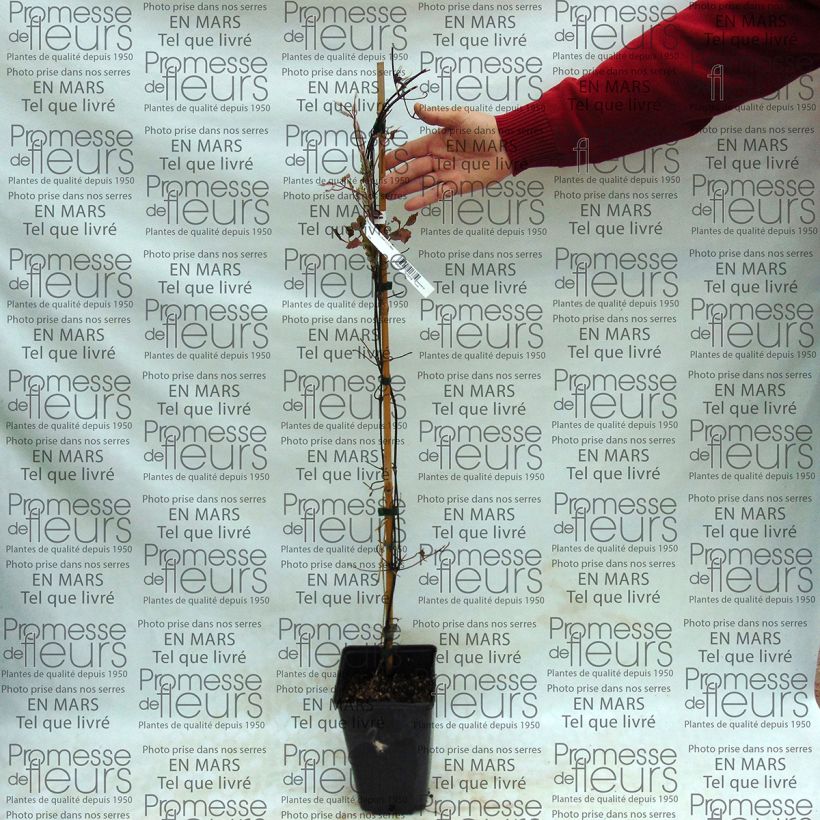 Esempio di esemplare Clematis Success Bleu de Loire - Clematide Vaso da 2L/3L come consegnato