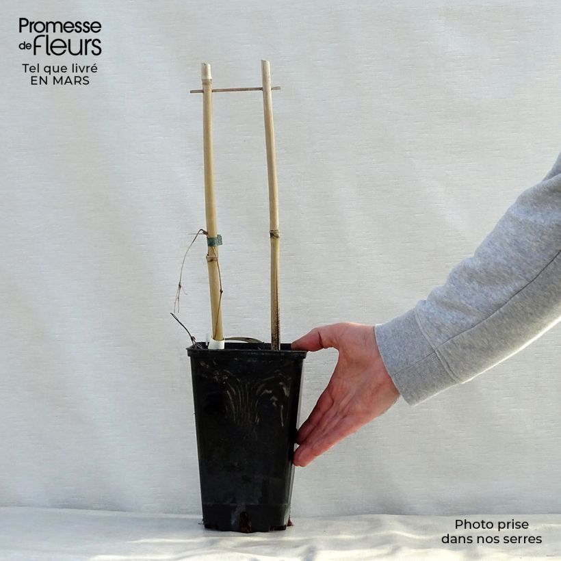 Clematis SUCCESS Candy - Clematide Vaso da 2L/3L esemplare consegnato in primavera