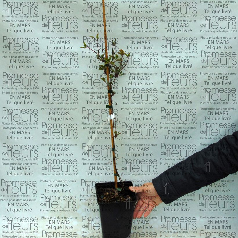 Esempio di esemplare Clematis Success Lavender - Clematide Vaso da 2L/3L come consegnato