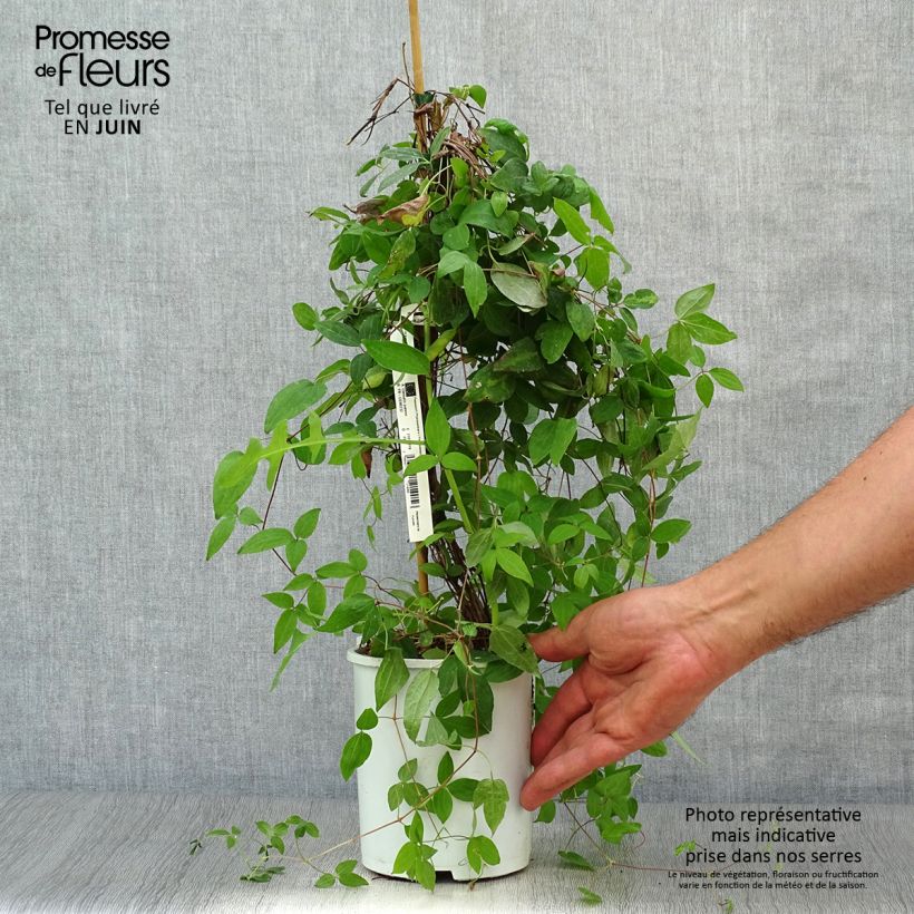 Esemplare di Clematis Sen no Kaze - Clematide Vaso da 2L/3L consegnato in estate