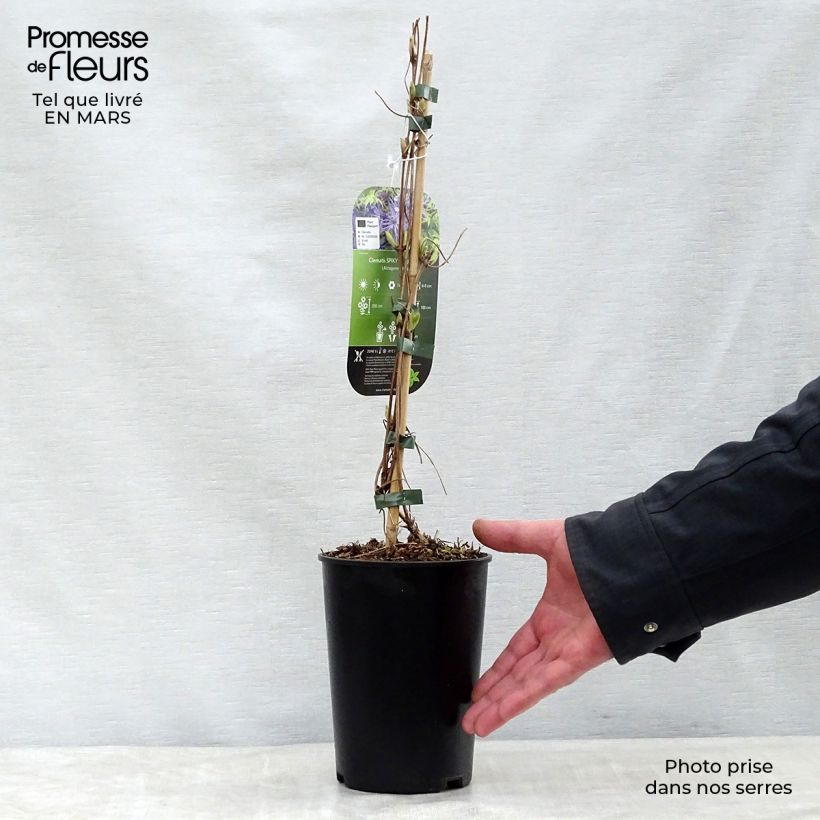 Example of Clematis Spiky - Clematide Vaso da 2L/3L as you get in printemps