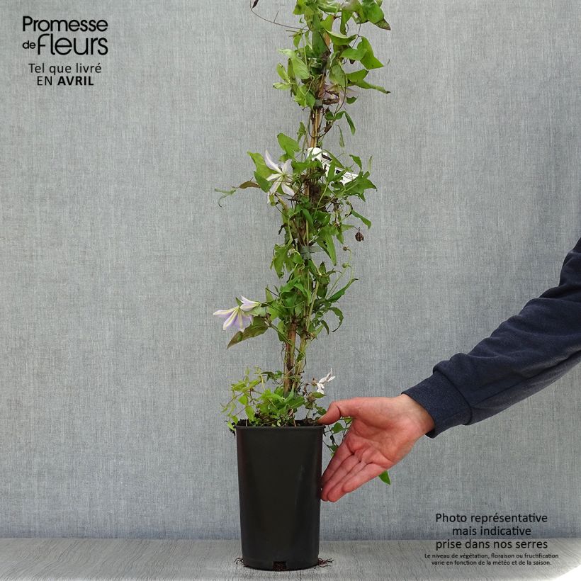 Clematis Sugar Sweet - Clematide Vaso da 2L/3L esemplare consegnato in primavera