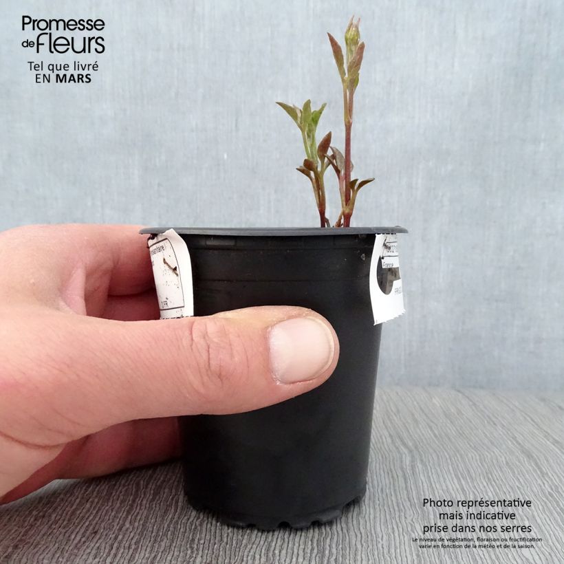 Clematis Sunset - Clematide Vasetto da 8/9 cm esemplare consegnato in primavera