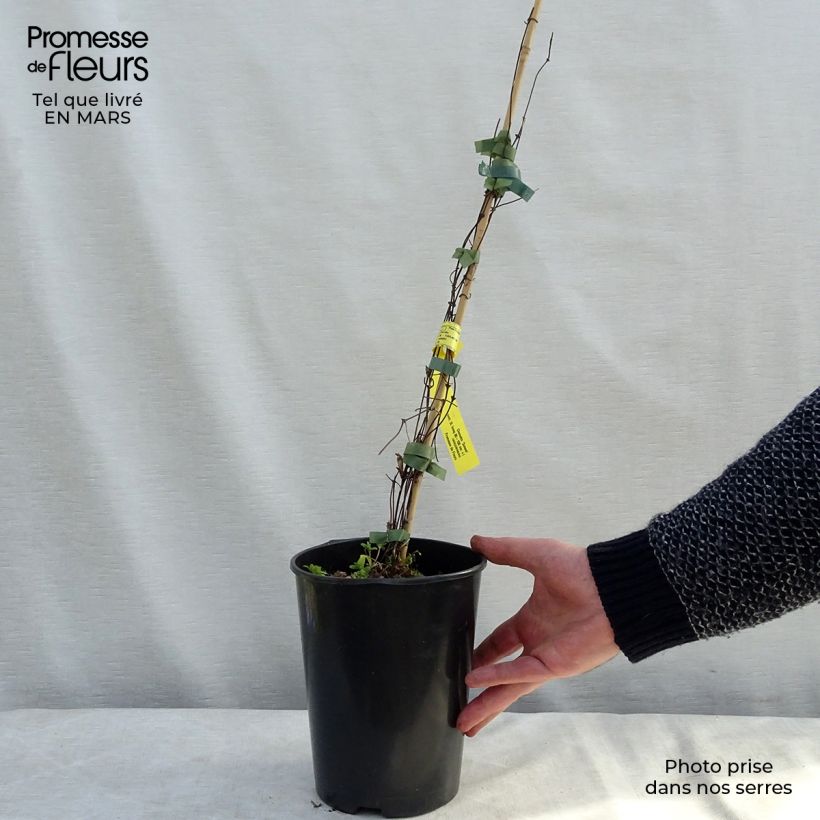 Clematis Sunset - Clematide Vaso da 2L/3L esemplare consegnato in primavera