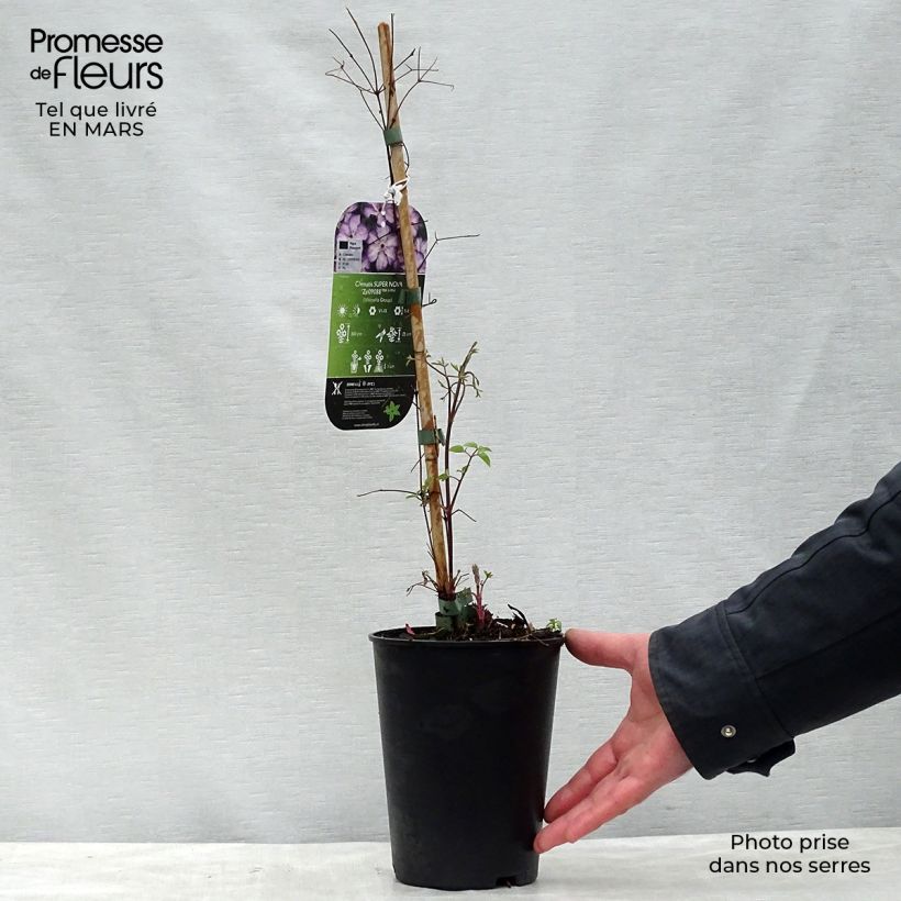 Clematis viticella Super Nova - Clematide Vaso da 2L/3L esemplare consegnato in primavera