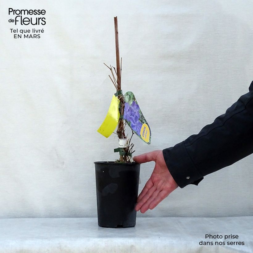 Clematis Supernight - Clematide Vaso da 2L/3L esemplare consegnato in primavera