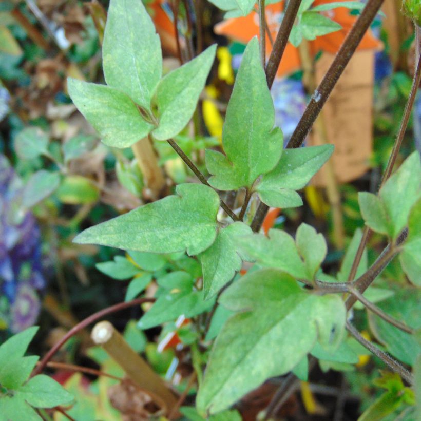 Clematis Taiga - Clematide (Foliage)