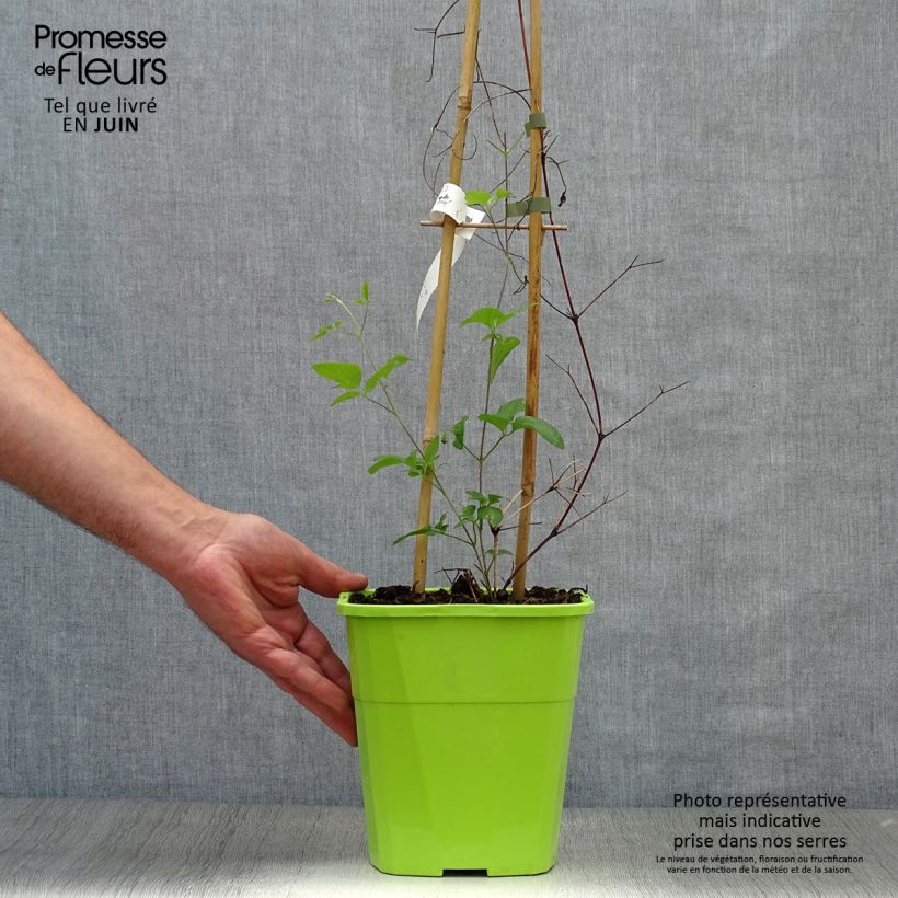 Esemplare di Clematis Taiga - Clematide Vaso da 3L/4L consegnato in estate