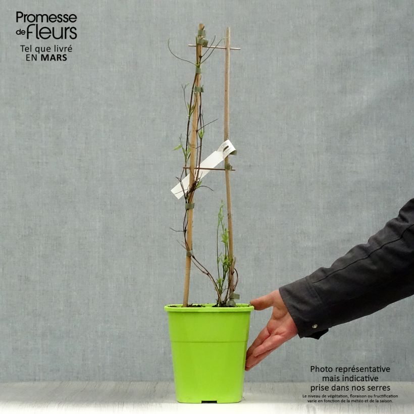 Example of Clematis Taiga - Clematide Vaso da 3L/4L as you get in printemps