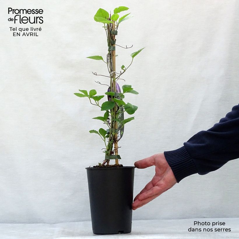 Example of Clematis jackmanii Tie Dye - Clematide Vaso da 2L/3L as you get in printemps