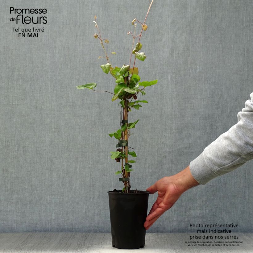 Clematis Veronica's Choice - Clematide Vaso da 2L/3L esemplare consegnato in primavera