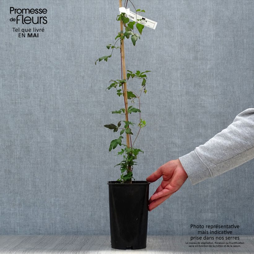 Clematis Viennetta - Clematide Vaso da 2L/3L esemplare consegnato in primavera