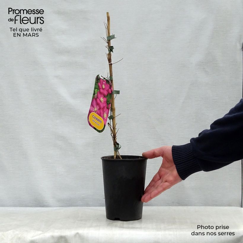 Example of Clematis Ville de Lyon - Clematide Vaso da 1,5L/2L as you get in printemps