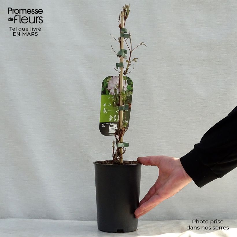 Clematis Violet Elisabeth - Clematide Vaso da 2L/3L esemplare consegnato in primavera