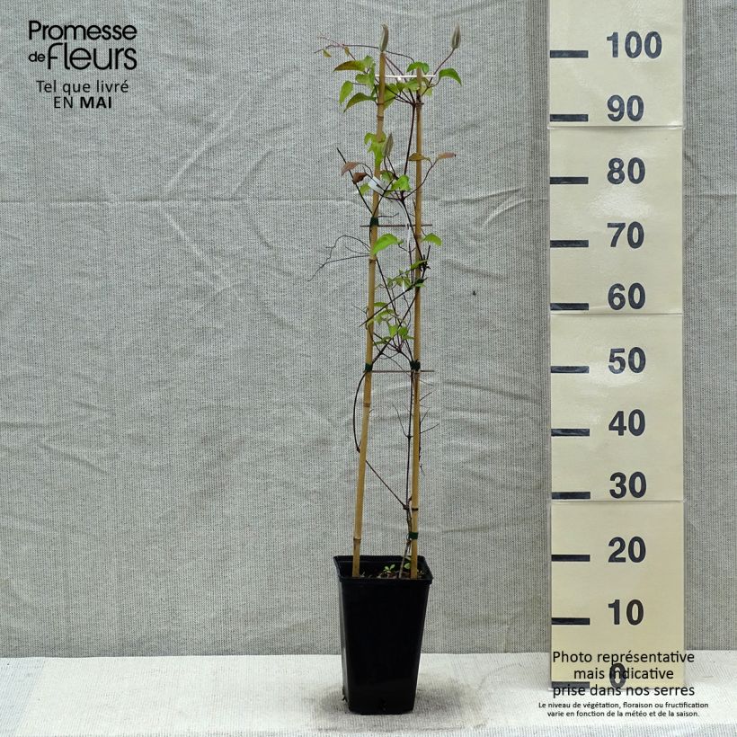 Clematis Viva Polonia - Clematide Vaso da 2L/3L esemplare consegnato in primavera