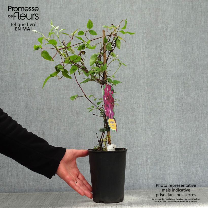 Example of Clematis Voluceau - Clematide Vaso da 2L/3L as you get in printemps