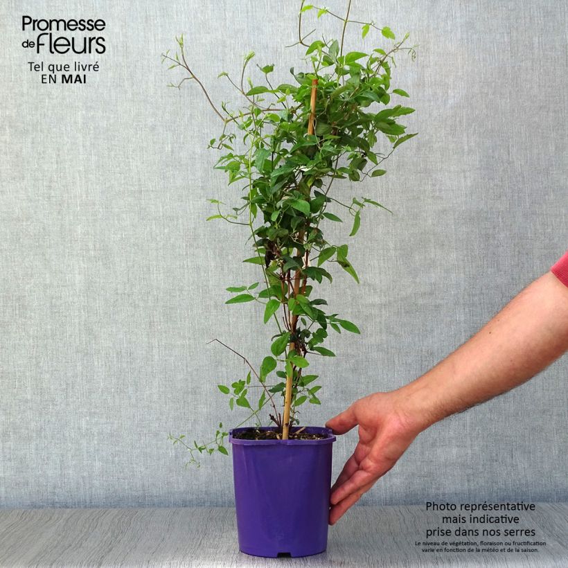 Example of Clematis Vyvyan Pennell - Clematide Vaso da 2L/3L as you get in printemps