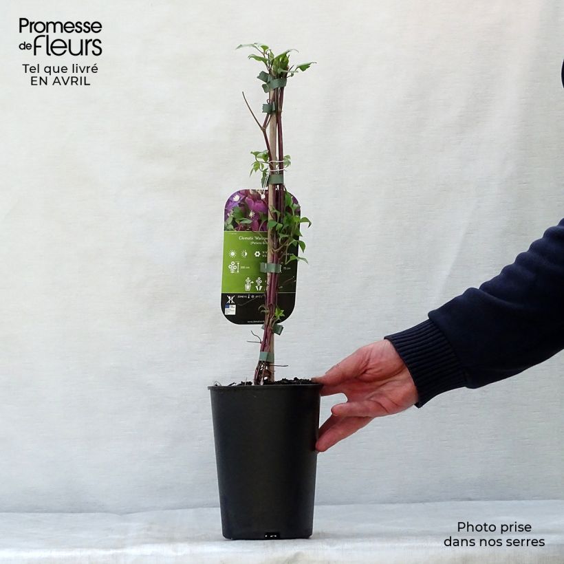 Example of Clematis Warszawska Nike - Clematide Vaso da 2L/3L as you get in printemps